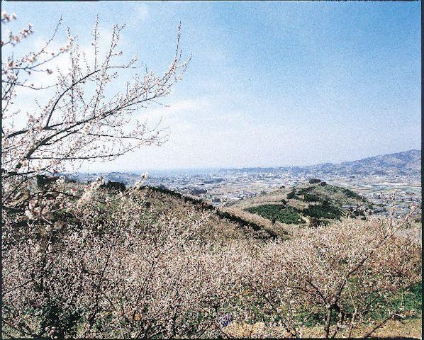 【令和3年休園】南部梅林(開催)