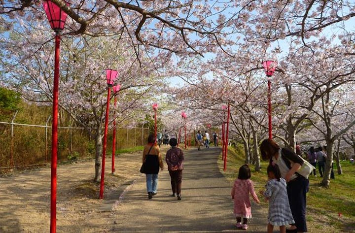 【2021年開催中止】桜まつり（和歌山県白浜町）