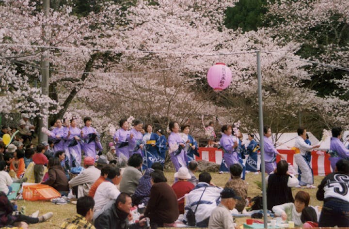 【2021年開催中止】桜まつり（和歌山県古座川町）