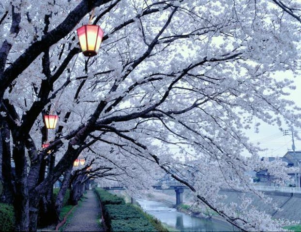 袋川堤防の桜