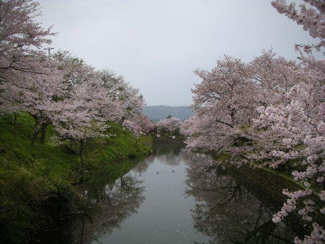 鹿野城跡公園の花見