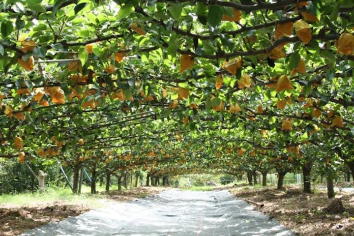 倉吉観光梨園