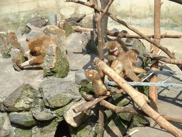 打吹公園小動物園