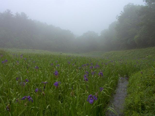 唐川のカキツバタ群落