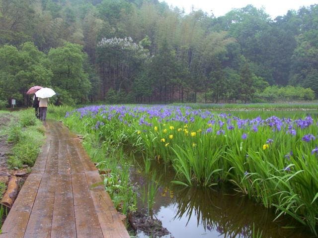 牧谷のカキツバタ群落（又助池）