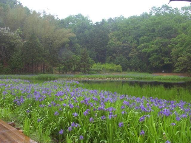 町花満喫コース