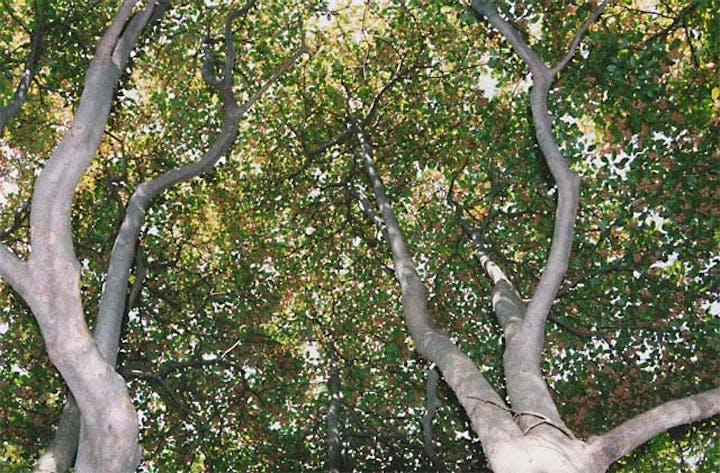 那岐山のシャクナゲ・ドウダンツツジ