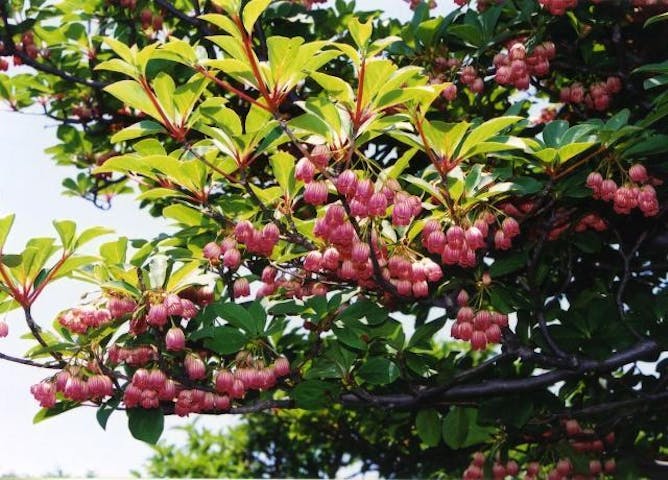 どうだんつつじ公園