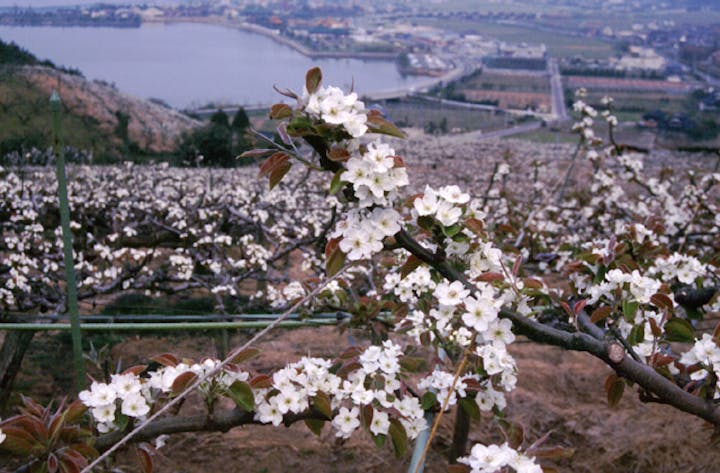 二十世紀梨の花