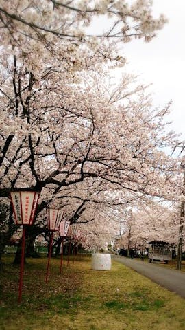 鳥取牧場（正門前桜並木）