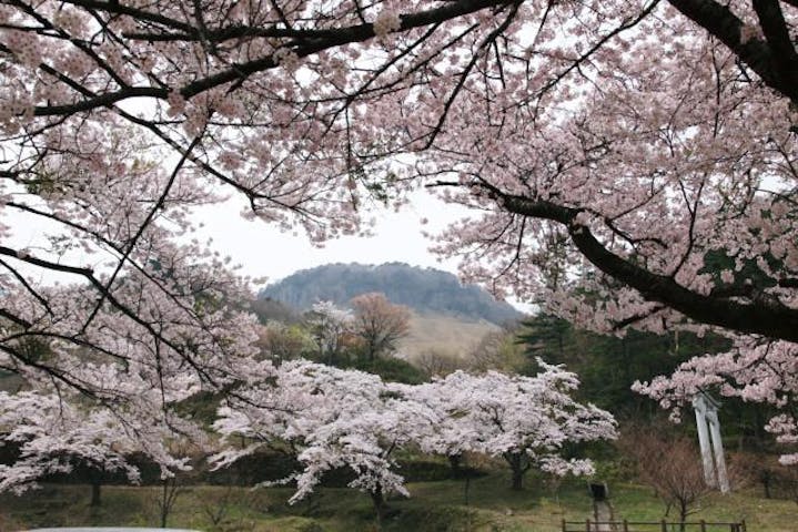 船上山万本桜公園