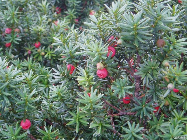 大山キャラボク純林