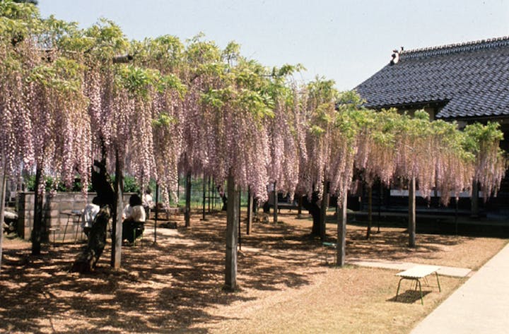住雲寺の藤