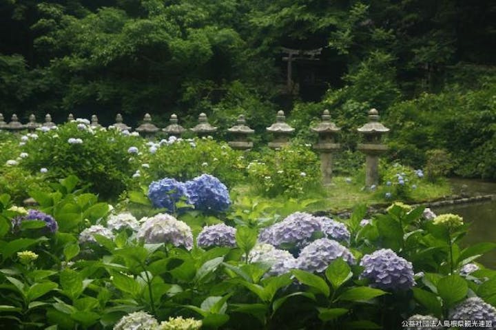 月照寺のアジサイ