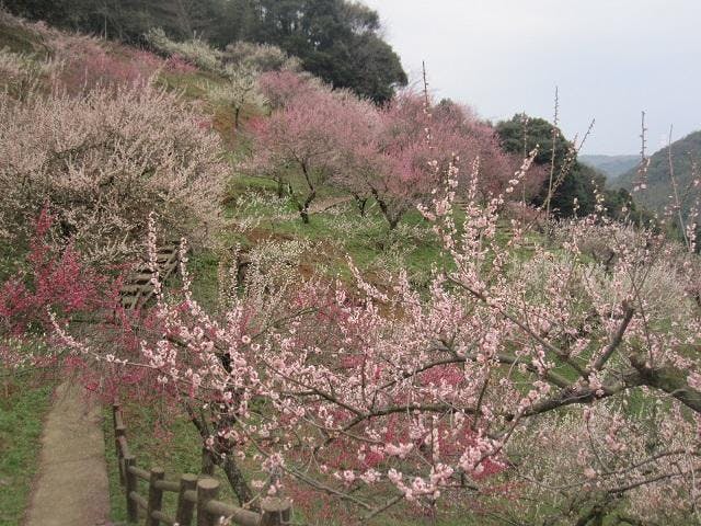 三隅公園の梅林