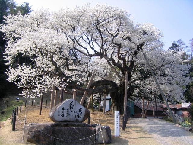 【開催中止】大平桜まつり