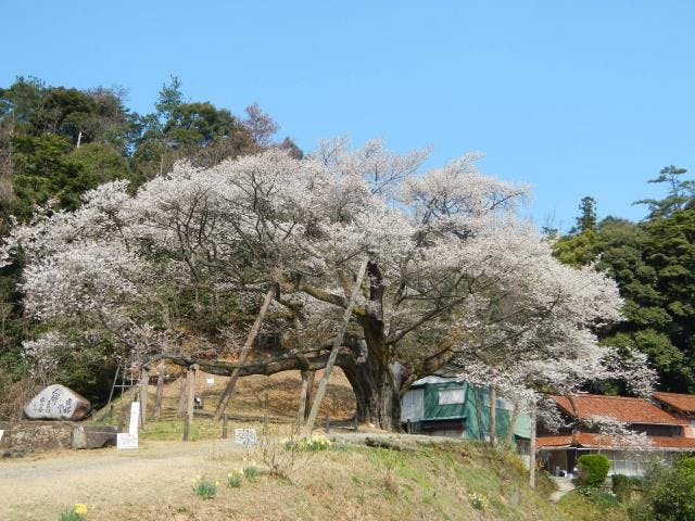三隅大平桜