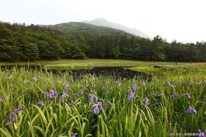 姫逃池のカキツバタ群落
