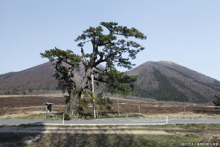三瓶山定めの松