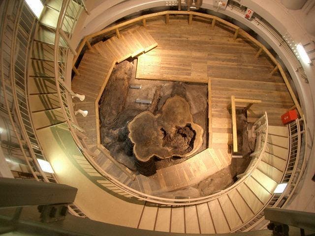 三瓶小豆原埋没林公園