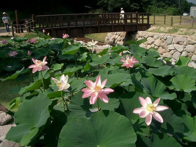 三瓶小豆原縄文の森公園