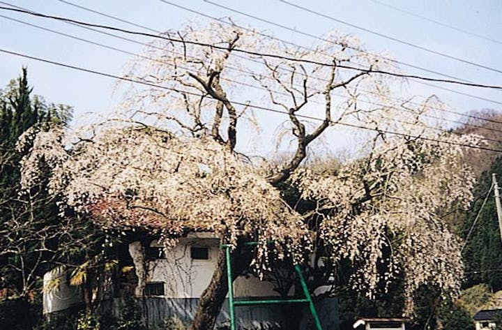 山本の白枝垂桜