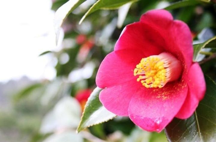 江津市 万葉の郷 椿祭り