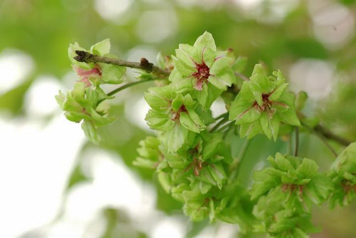 雲南市桜まつり（三刀屋）