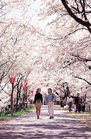 斐伊川堤防桜並木