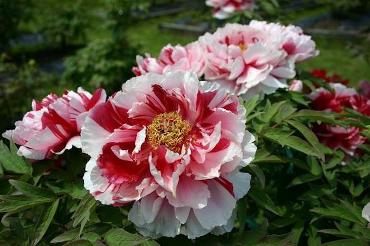 赤名観光ぼたん園