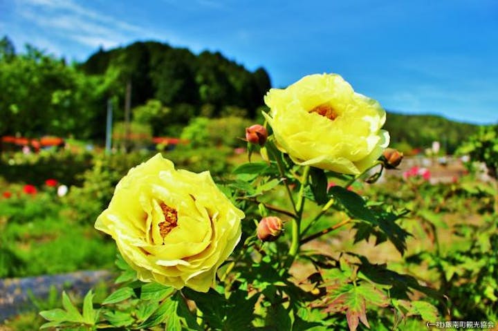 【中止】ぼたんまつりin飯南