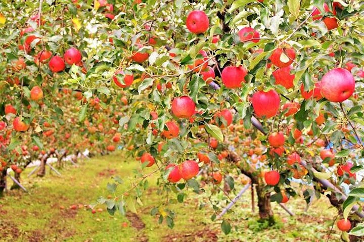 赤来高原観光りんご園（ブルーベリー園）