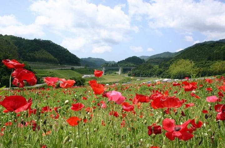 【2020年中止】ポピー祭