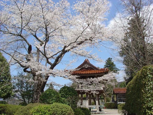 妙用寺の桜