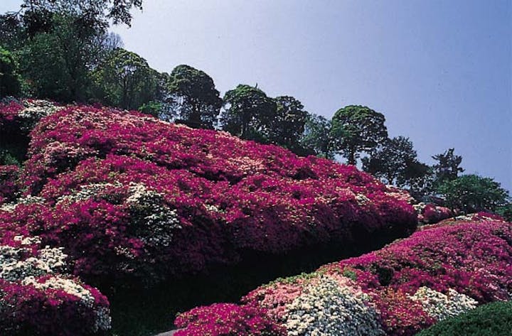 三隅公園のつつじ