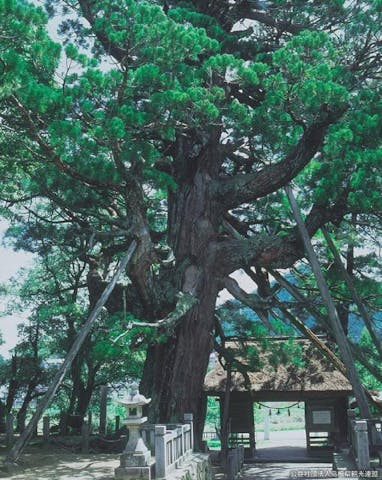 玉若酢命神社の八百杉