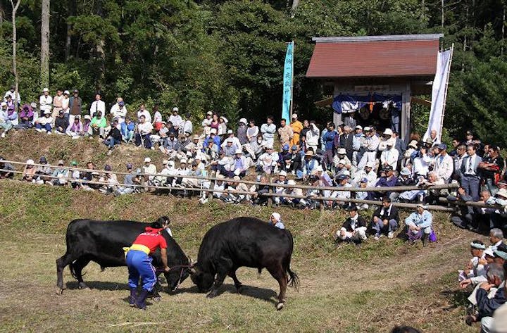 一夜嶽牛突き大会