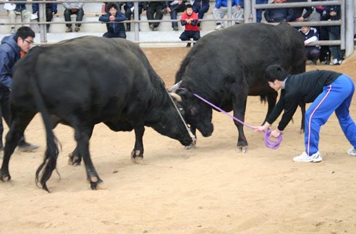 牛突き初場所大会