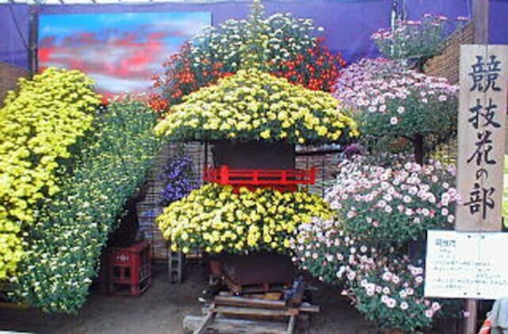 おかやま菊花大会