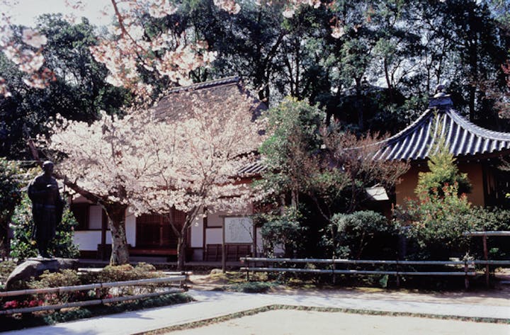 円通寺公園の桜・ツツジ