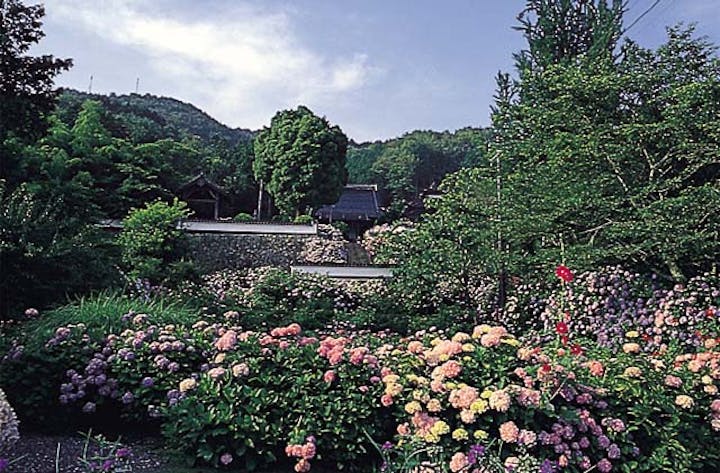 長法寺のアジサイ