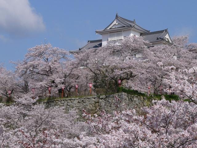 鶴山公園の桜・芝桜・フジ・イチョウ