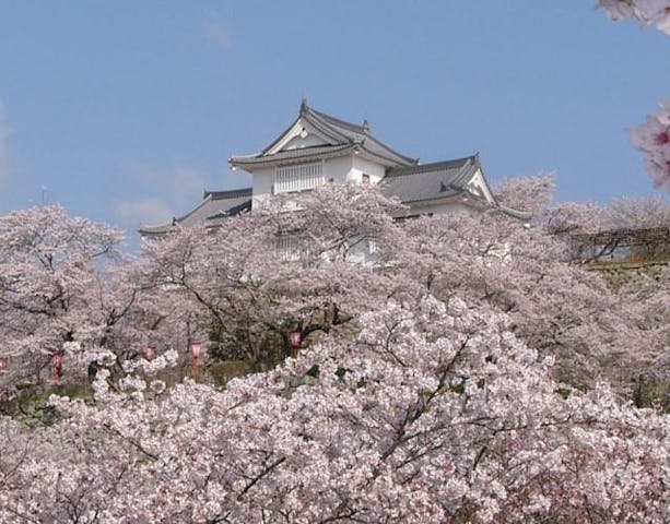 【2021年規模縮小】津山さくらまつり