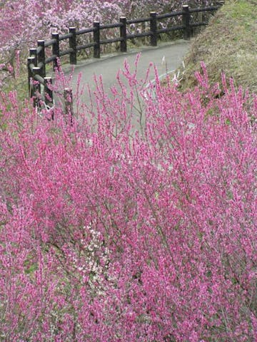 【2021年イベント中止】梅の里公園　梅まつり