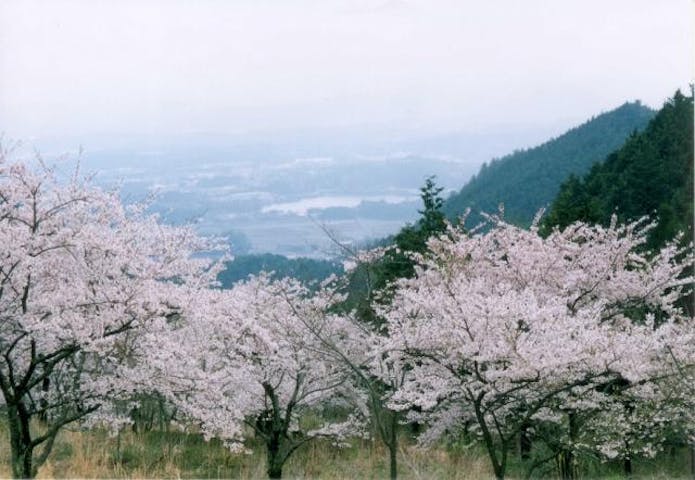声ヶ乢桜まつり（津山さくらまつり）