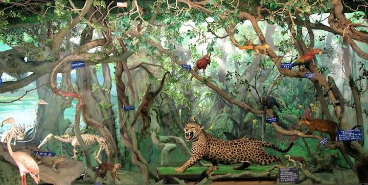 つやま自然のふしぎ館