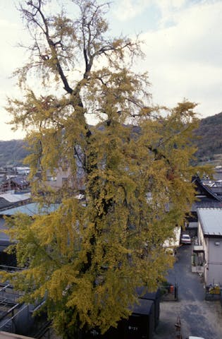 遍照寺のしだれいちょう