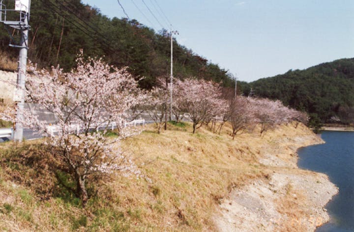 尾坂の桜