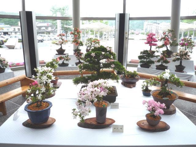 【中止】井原市さつき展