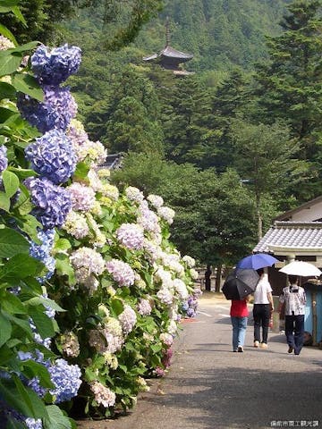 大滝山福生寺西法院の紫陽花